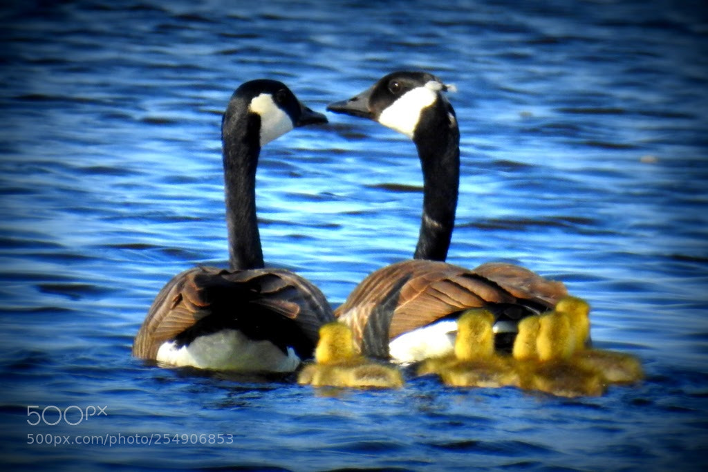 Nikon Coolpix P900 sample photo. Geese_family photography