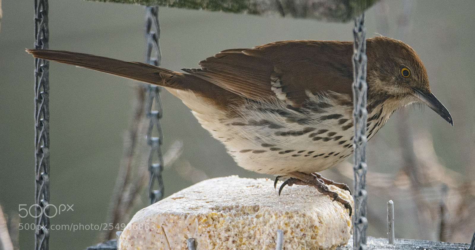 Nikon D810 sample photo. Brown thrasher photography