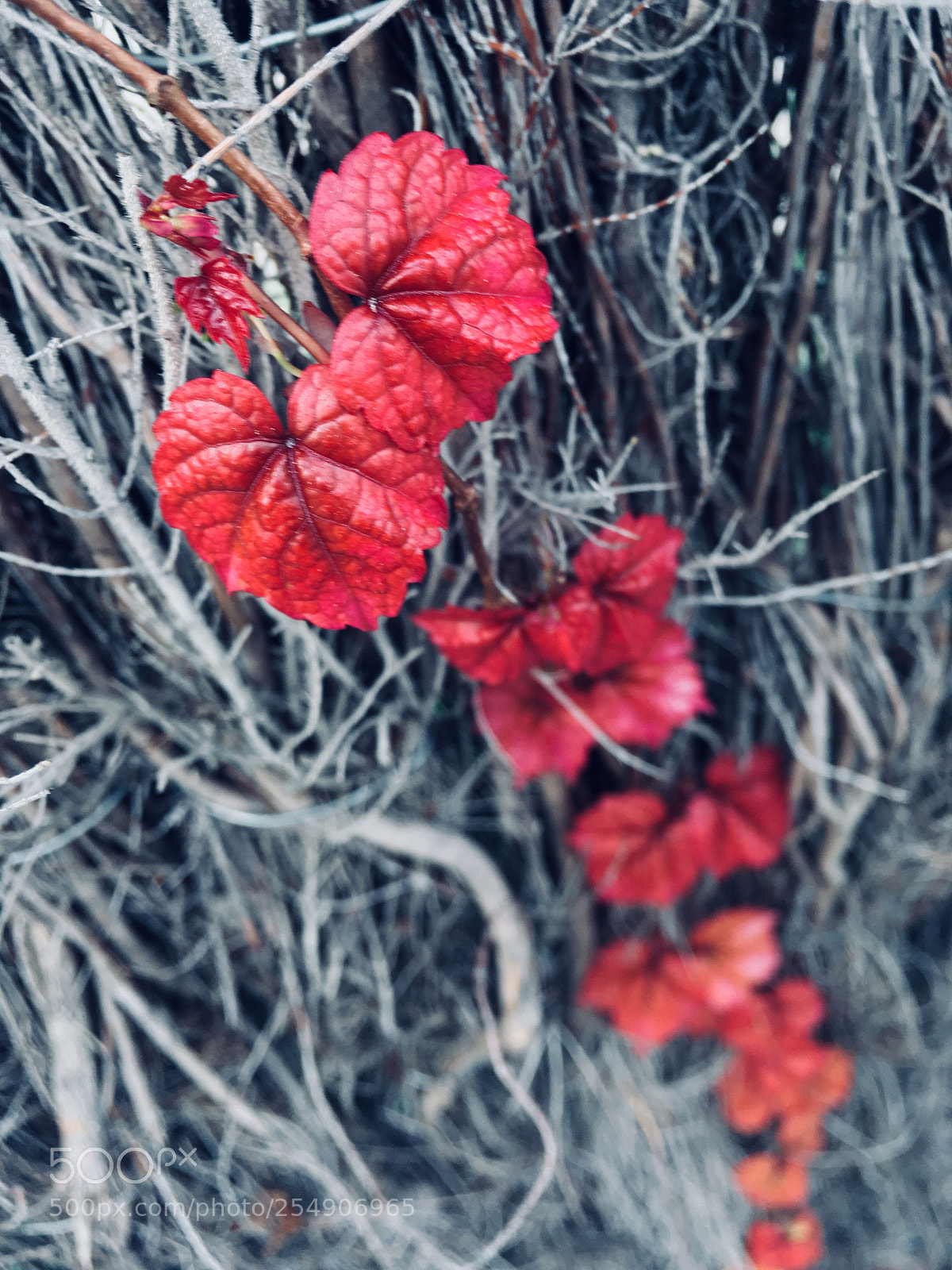 Apple iPhone SE sample photo. Colors photography