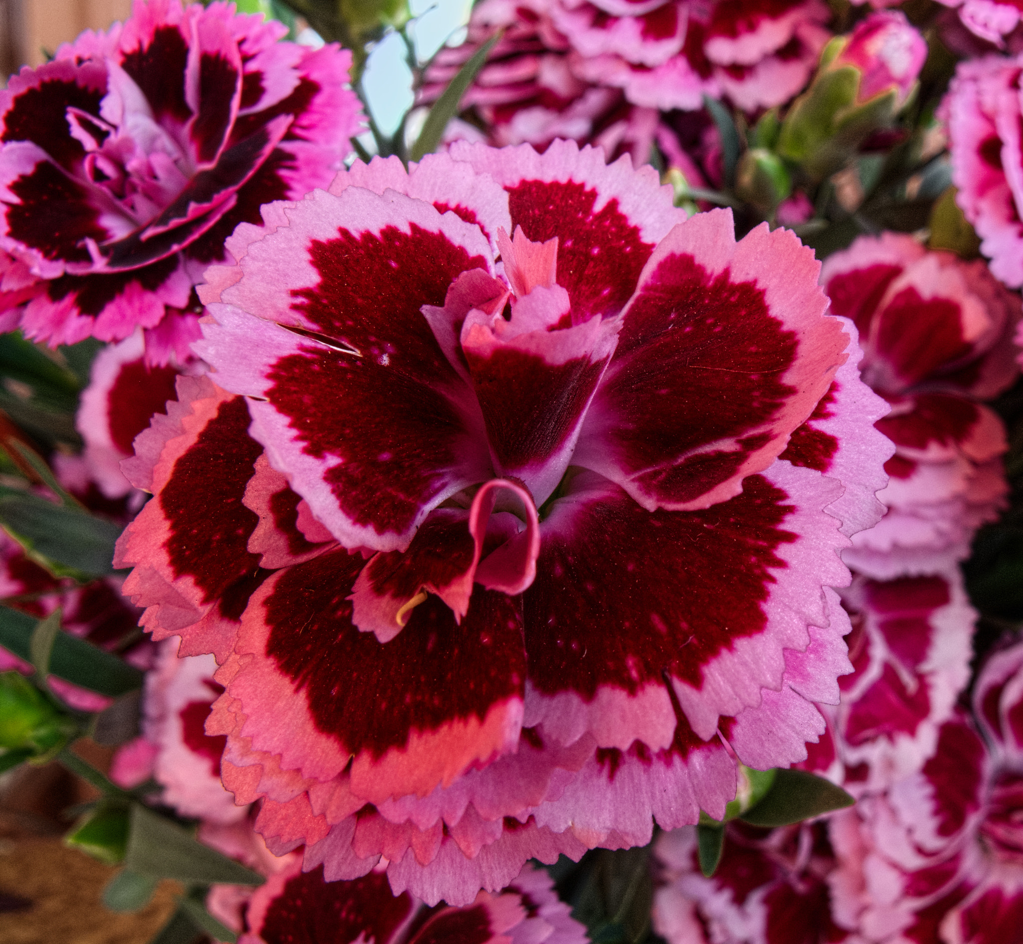 Canon PowerShot G10 sample photo. ...colorful dianthus photography