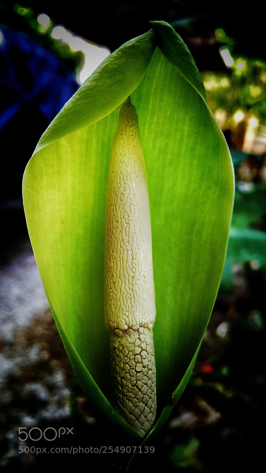 Samsung Galaxy Note4 sample photo. Canopy photography