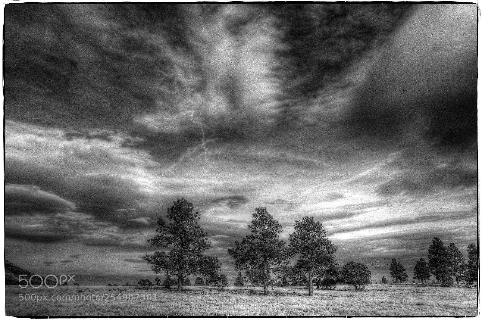 Sony Cyber-shot DSC-RX100 II sample photo. Trees on buffalo. photography