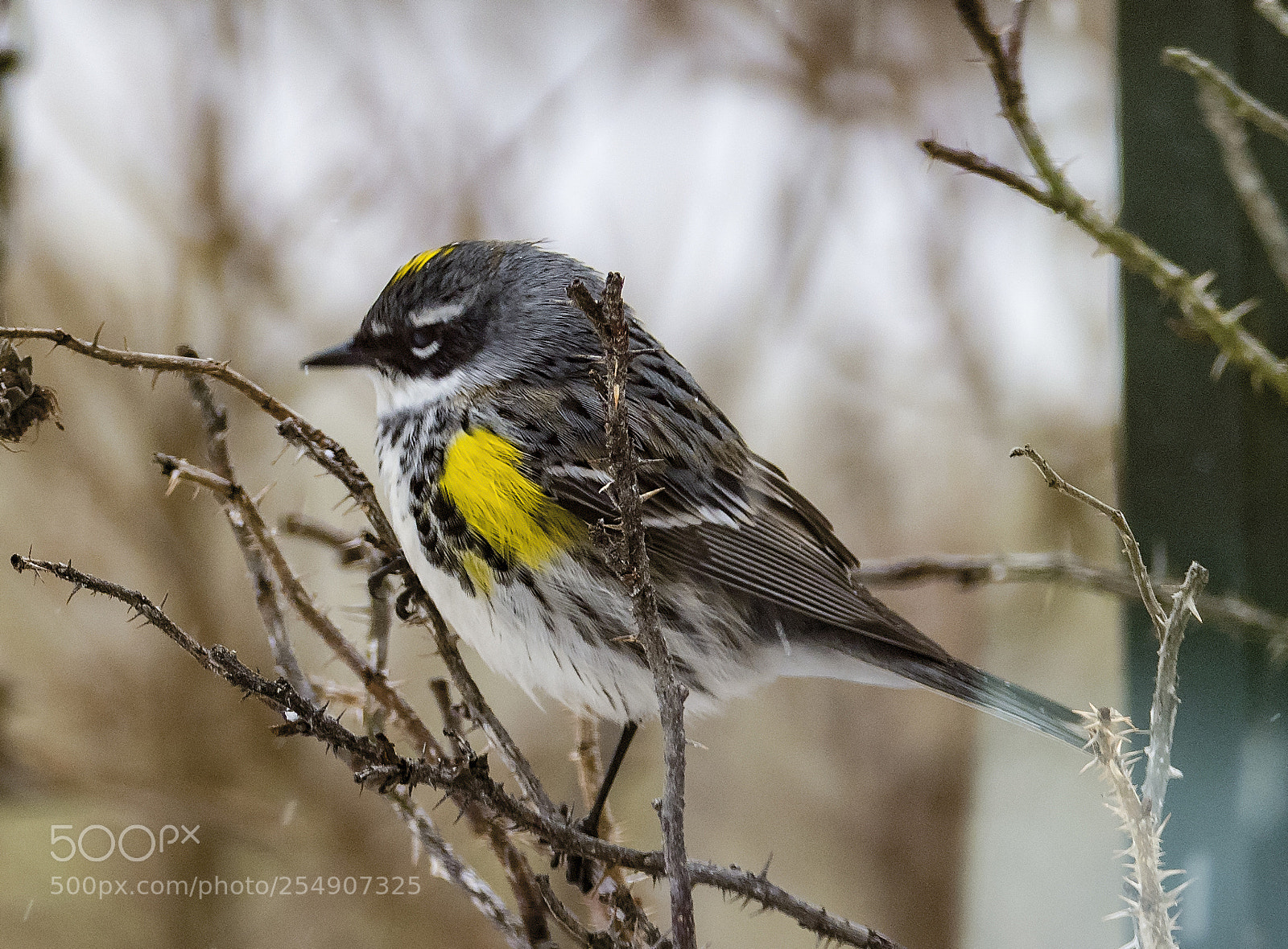 Nikon D810 sample photo. Golden crowned kinglet photography