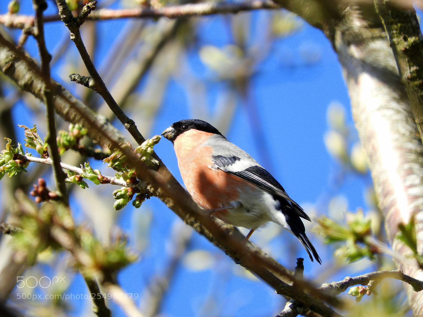 Nikon Coolpix B700 sample photo. Male bullfinch photography