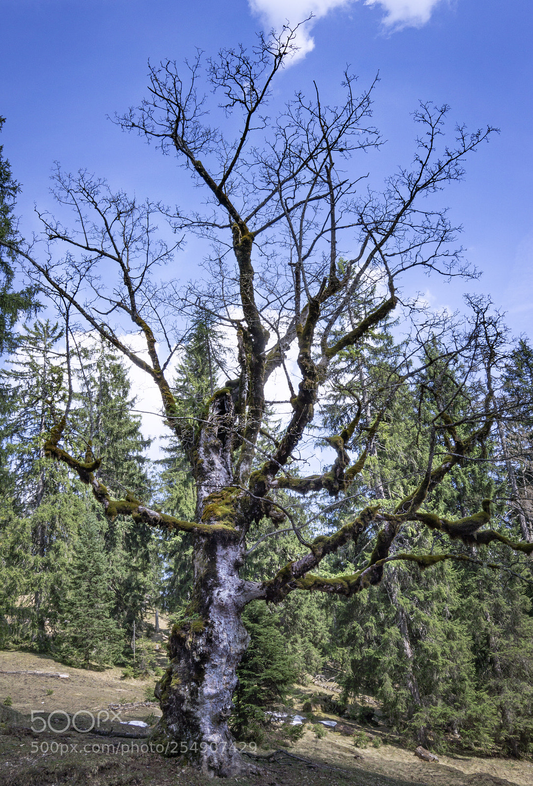 Sony a6000 sample photo. Old tree photography