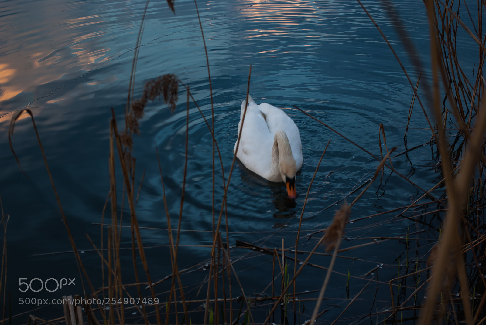 Pentax K10D sample photo. Swan photography