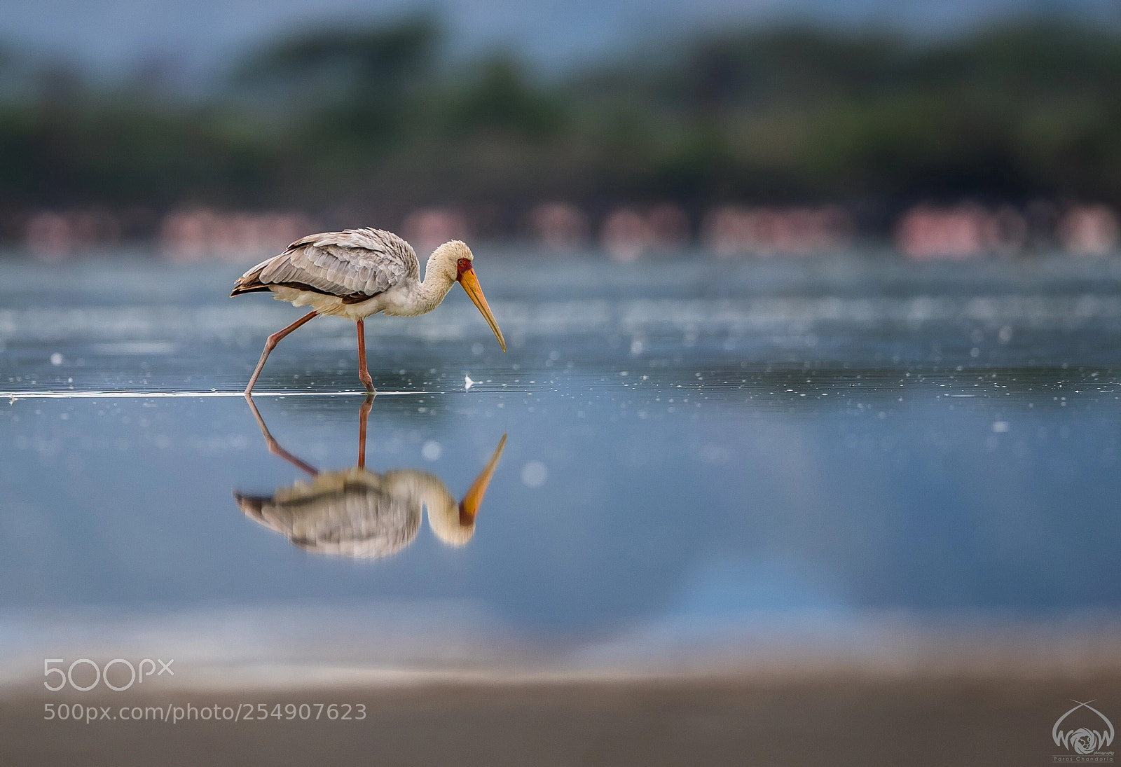 Canon EOS-1D X Mark II sample photo. Reflection  photography
