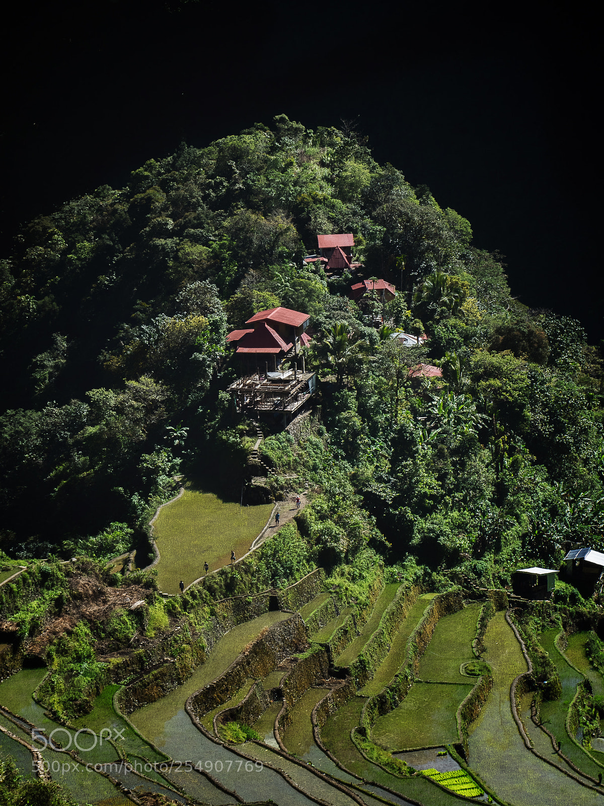 Olympus OM-D E-M1 sample photo. 'walking between rice terraces' photography