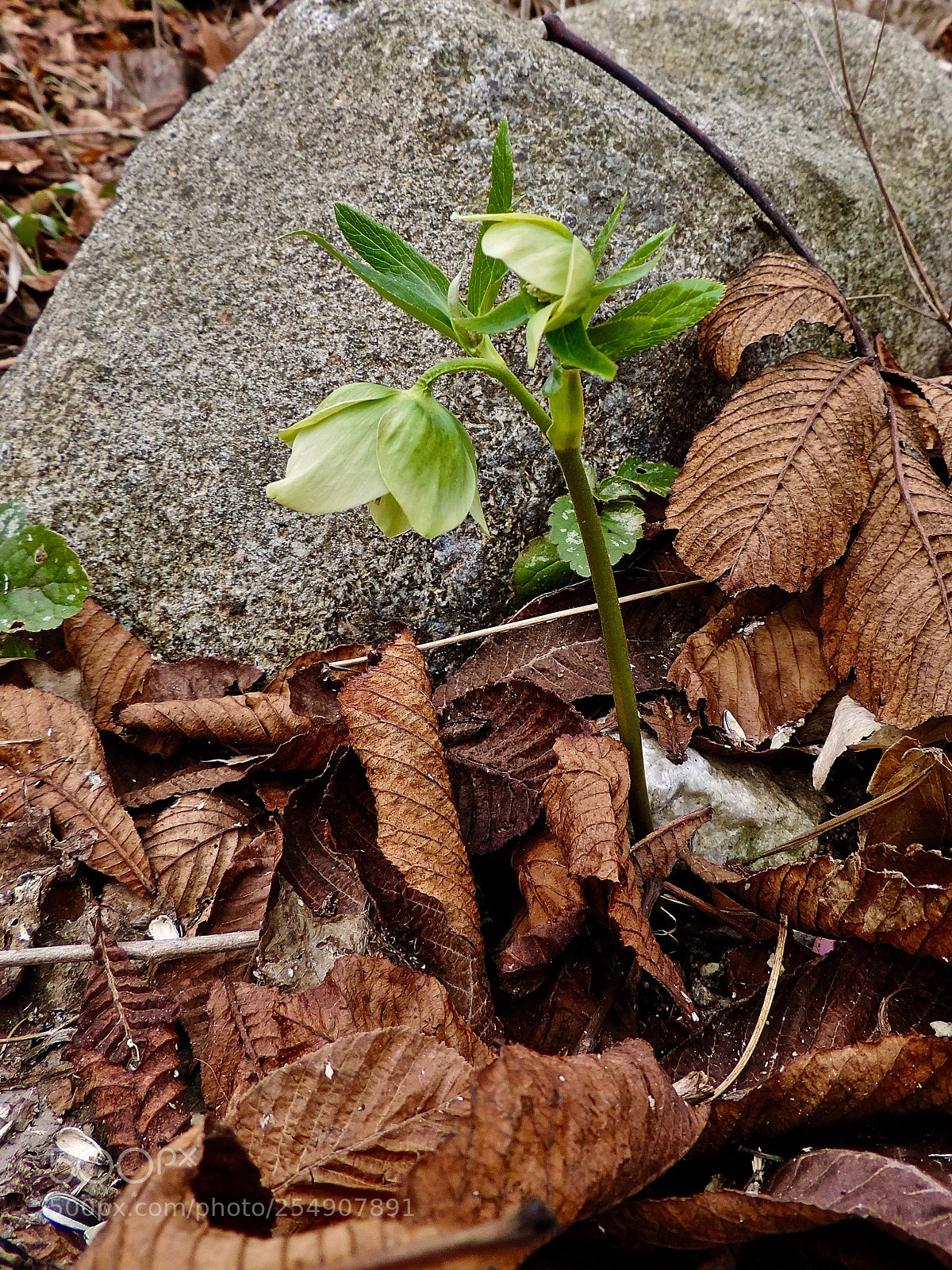 Nikon Coolpix P520 sample photo. Brown and green photography