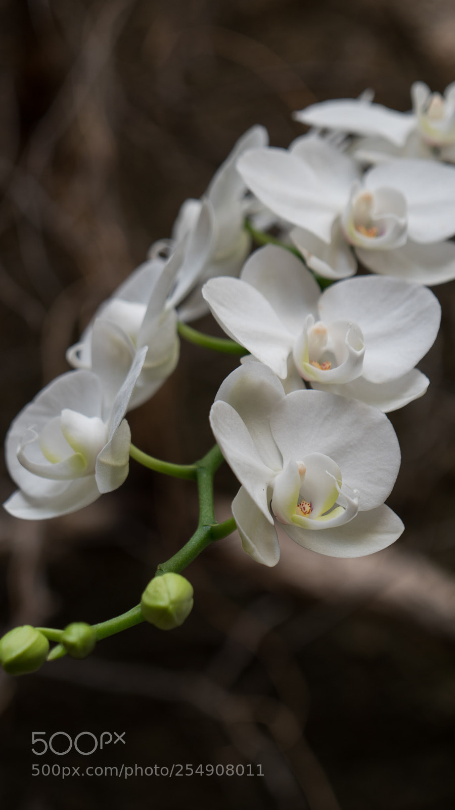 Sony a6300 sample photo. Orchidmadness photography