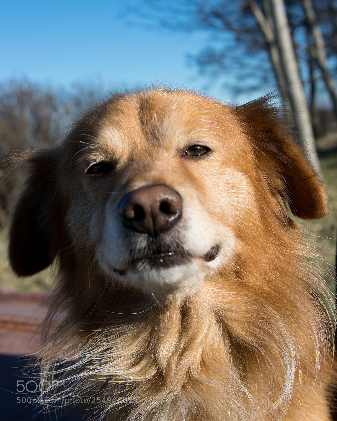 Nikon D3300 sample photo. Doggo stare photography