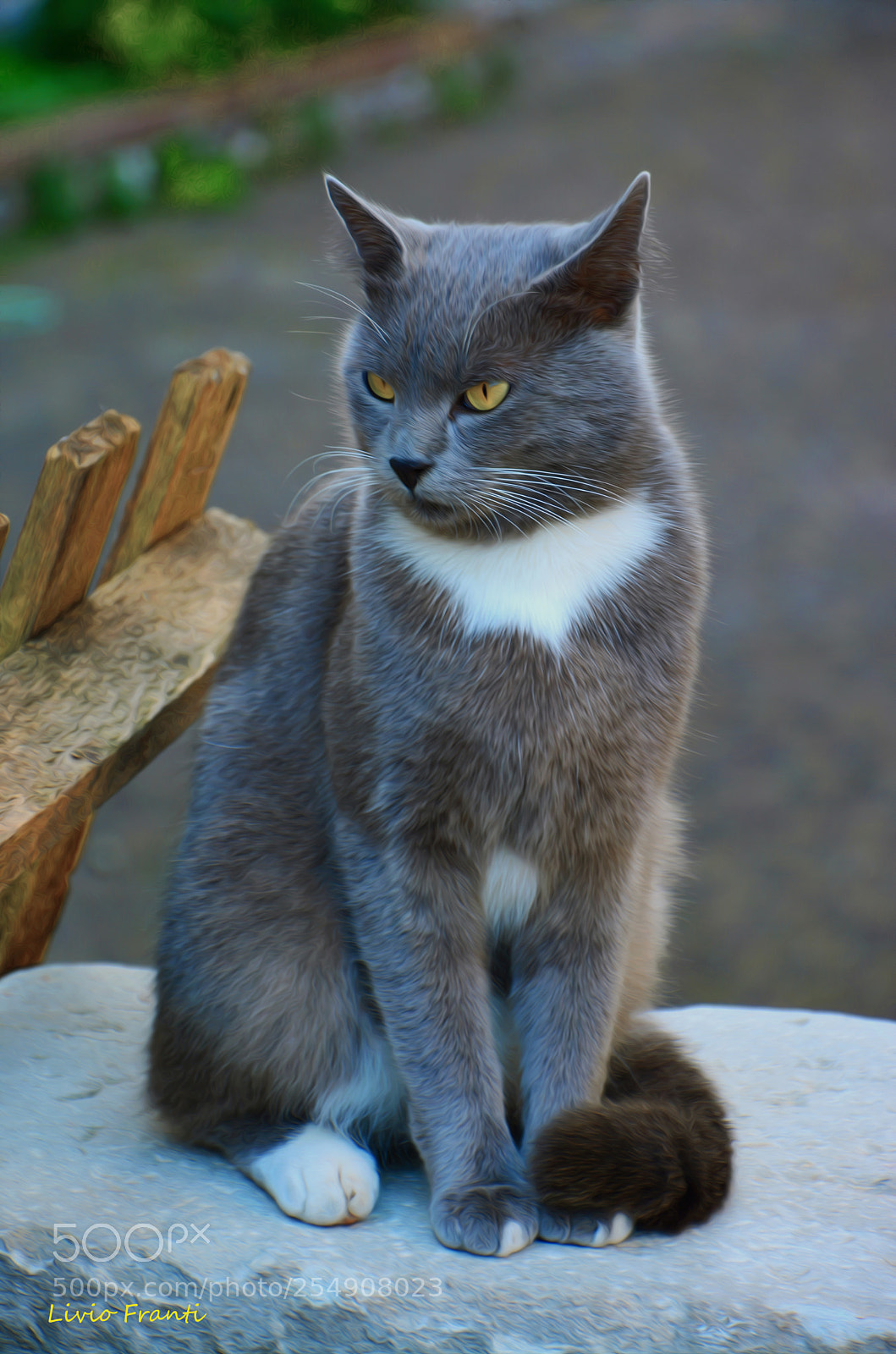 Nikon D7100 sample photo. Micio photography