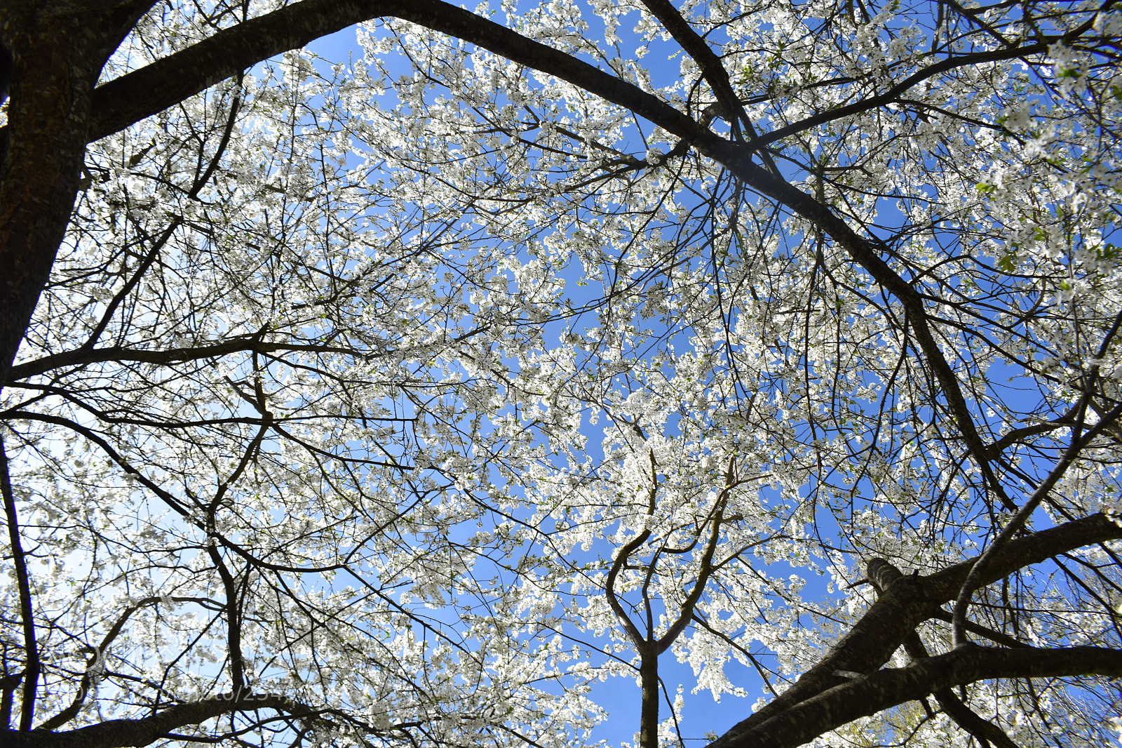 Nikon D3400 sample photo. Like in heaven photography