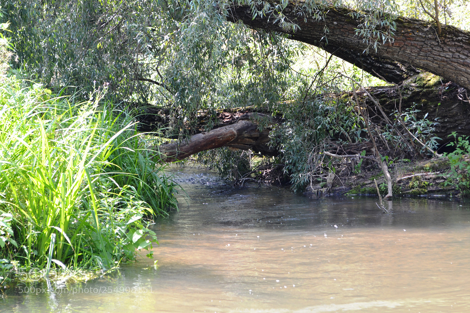 Nikon D3100 sample photo. Flow of life photography