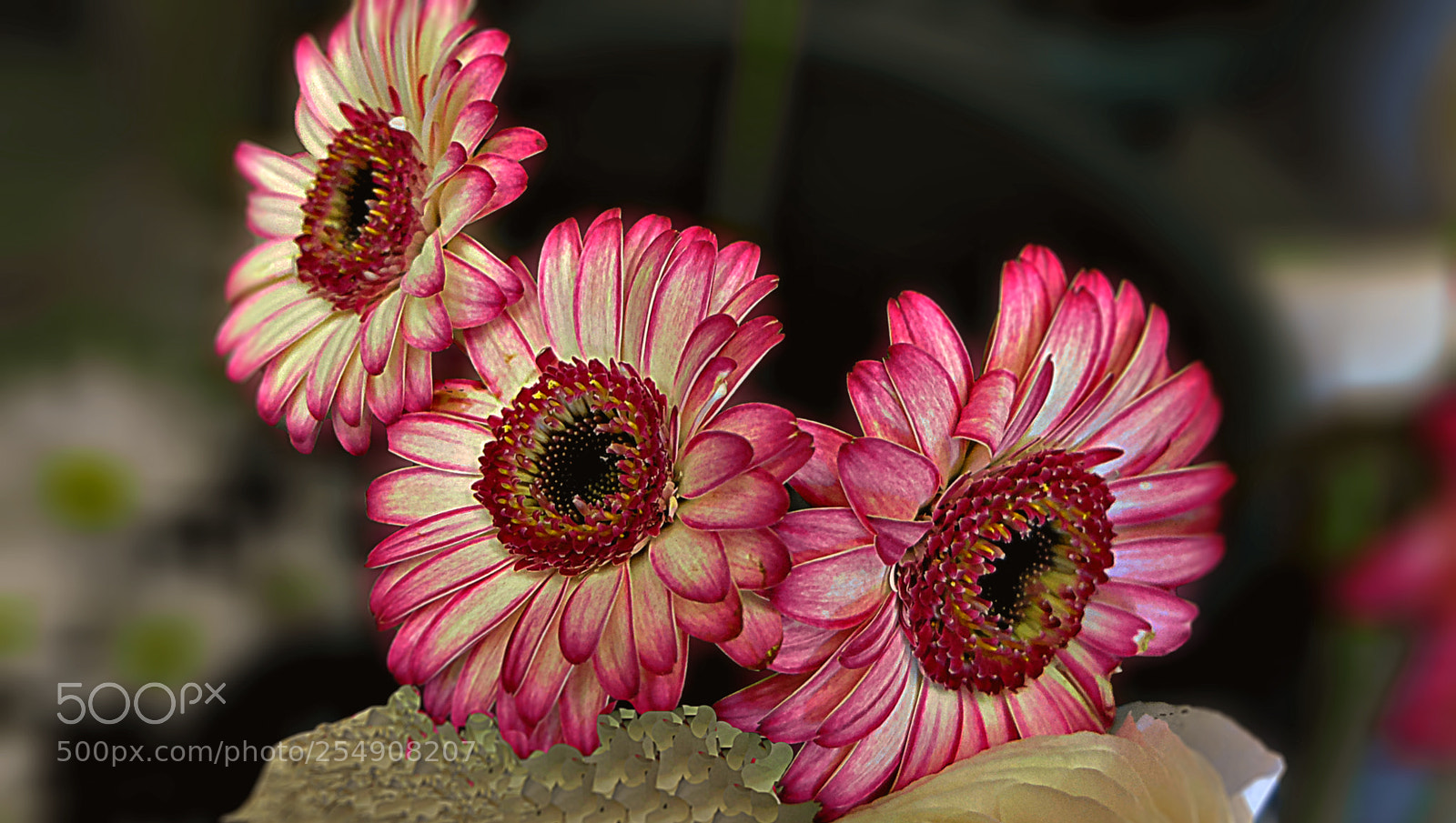 Fujifilm X20 sample photo. Fiori photography