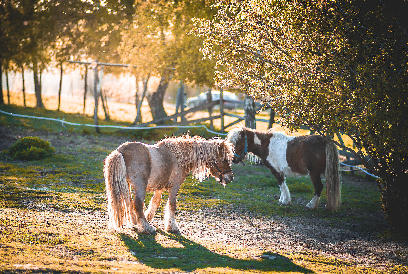 Nikon D610 sample photo. Friends photography