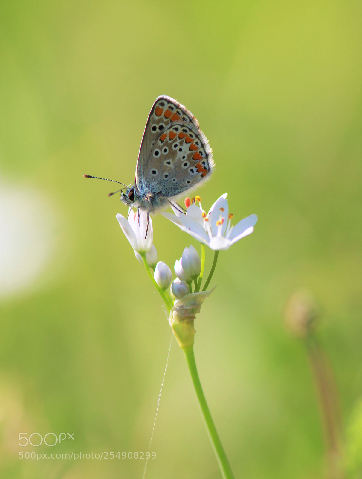 Canon EOS 700D (EOS Rebel T5i / EOS Kiss X7i) sample photo. Brown argus photography