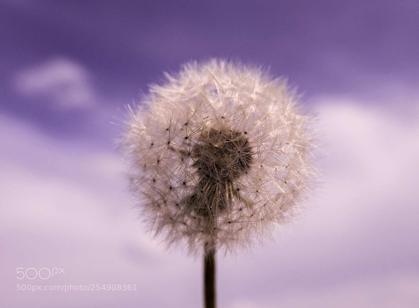 Sony Cyber-shot DSC-RX10 III sample photo. Dreamer photography