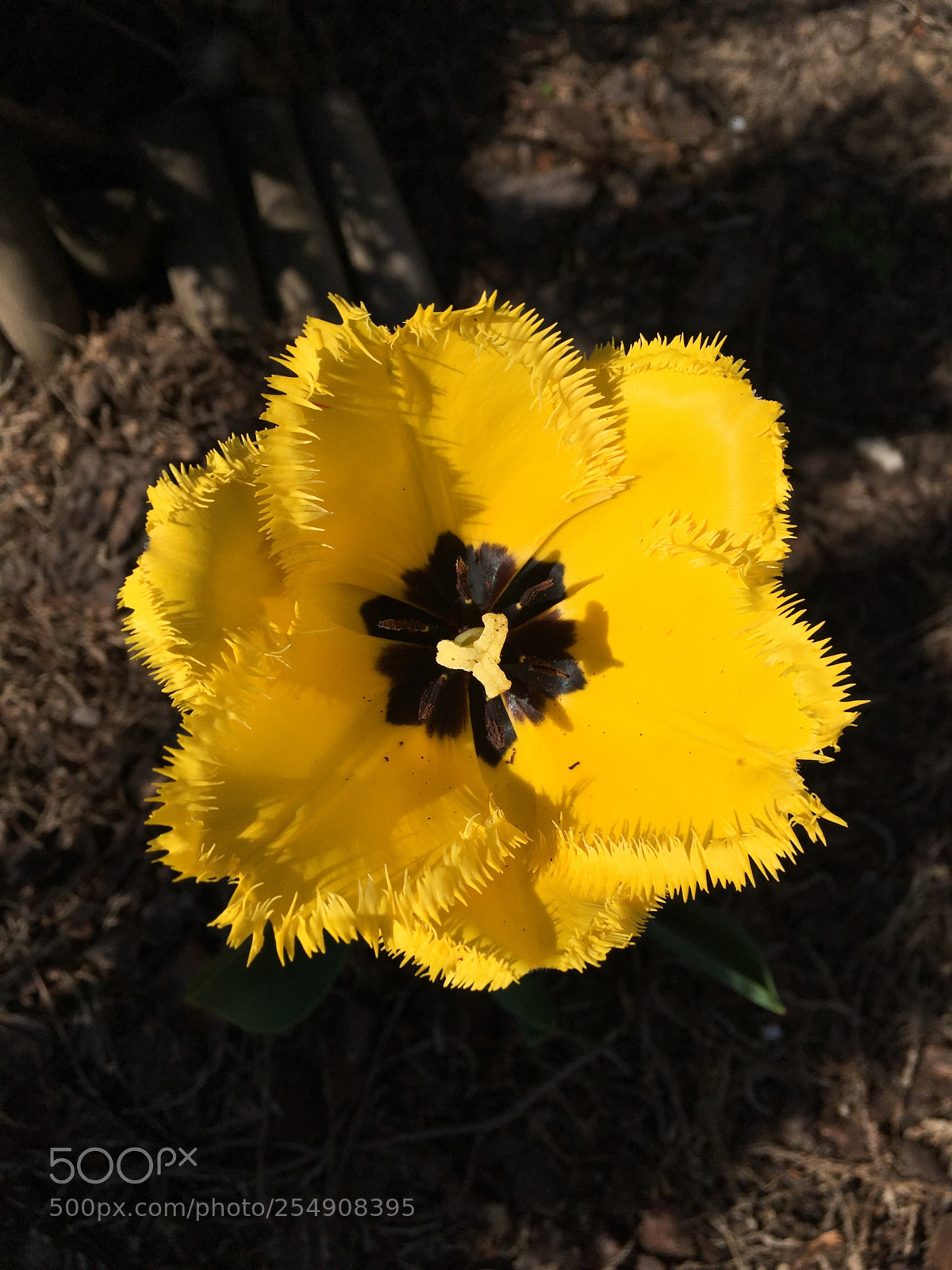 Apple iPhone SE sample photo. Tulip photography