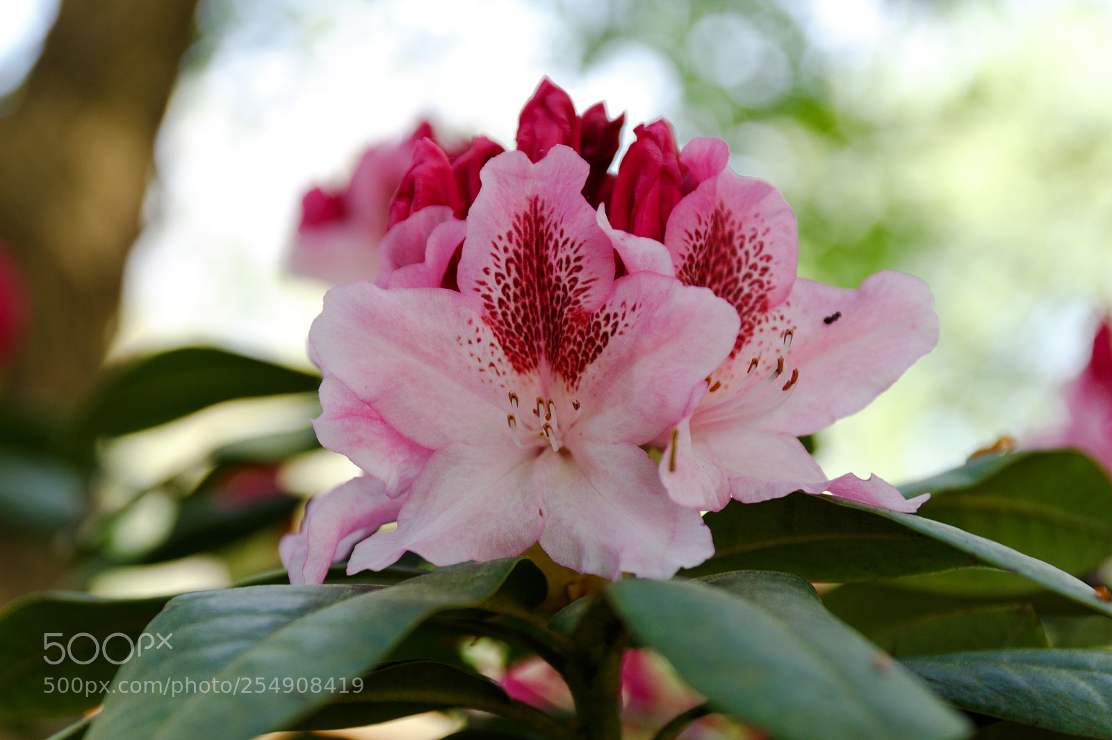 Canon EOS 700D (EOS Rebel T5i / EOS Kiss X7i) sample photo. Rhodondendron photography