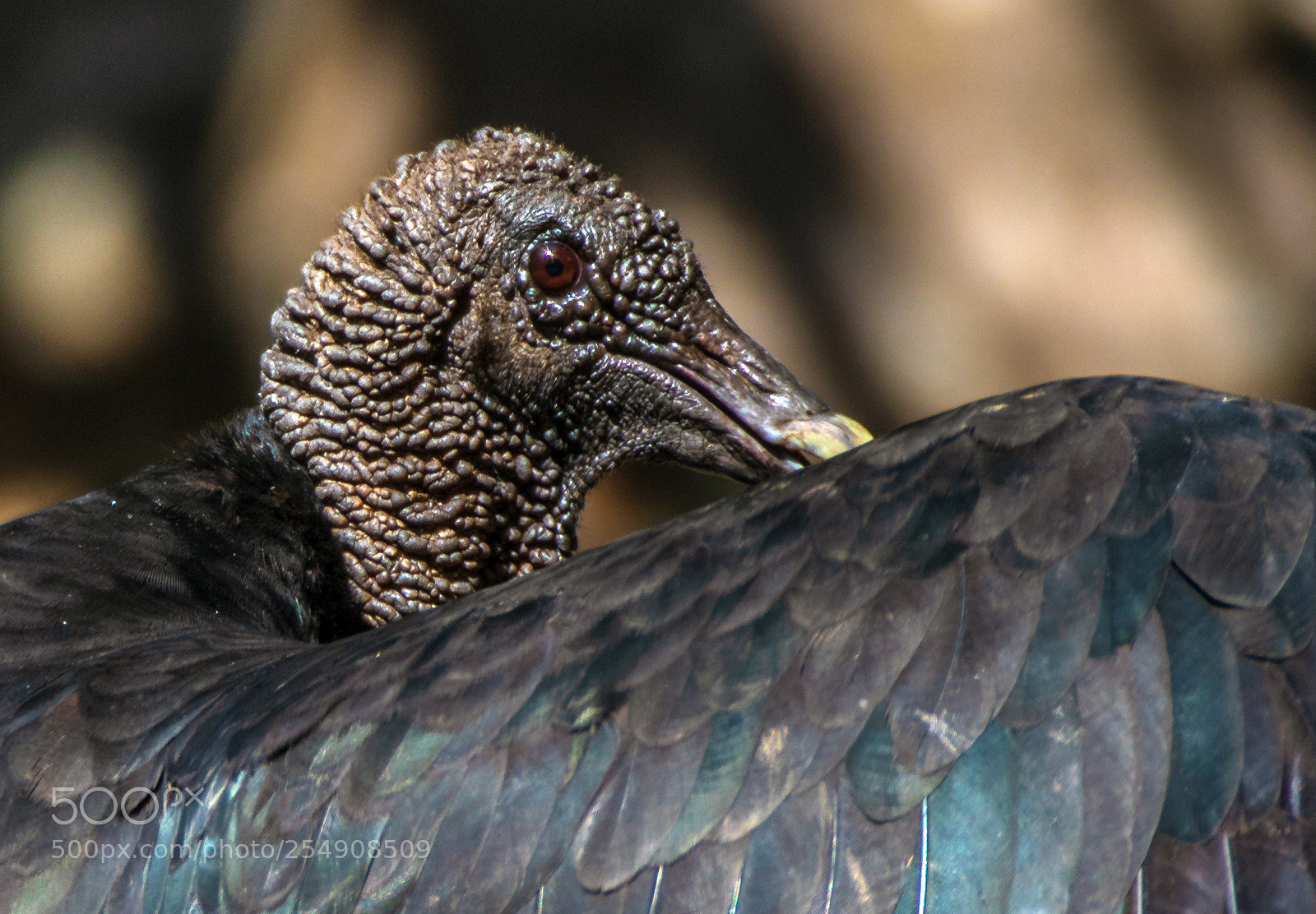 Canon EOS 7D Mark II sample photo. Rabengeier photography