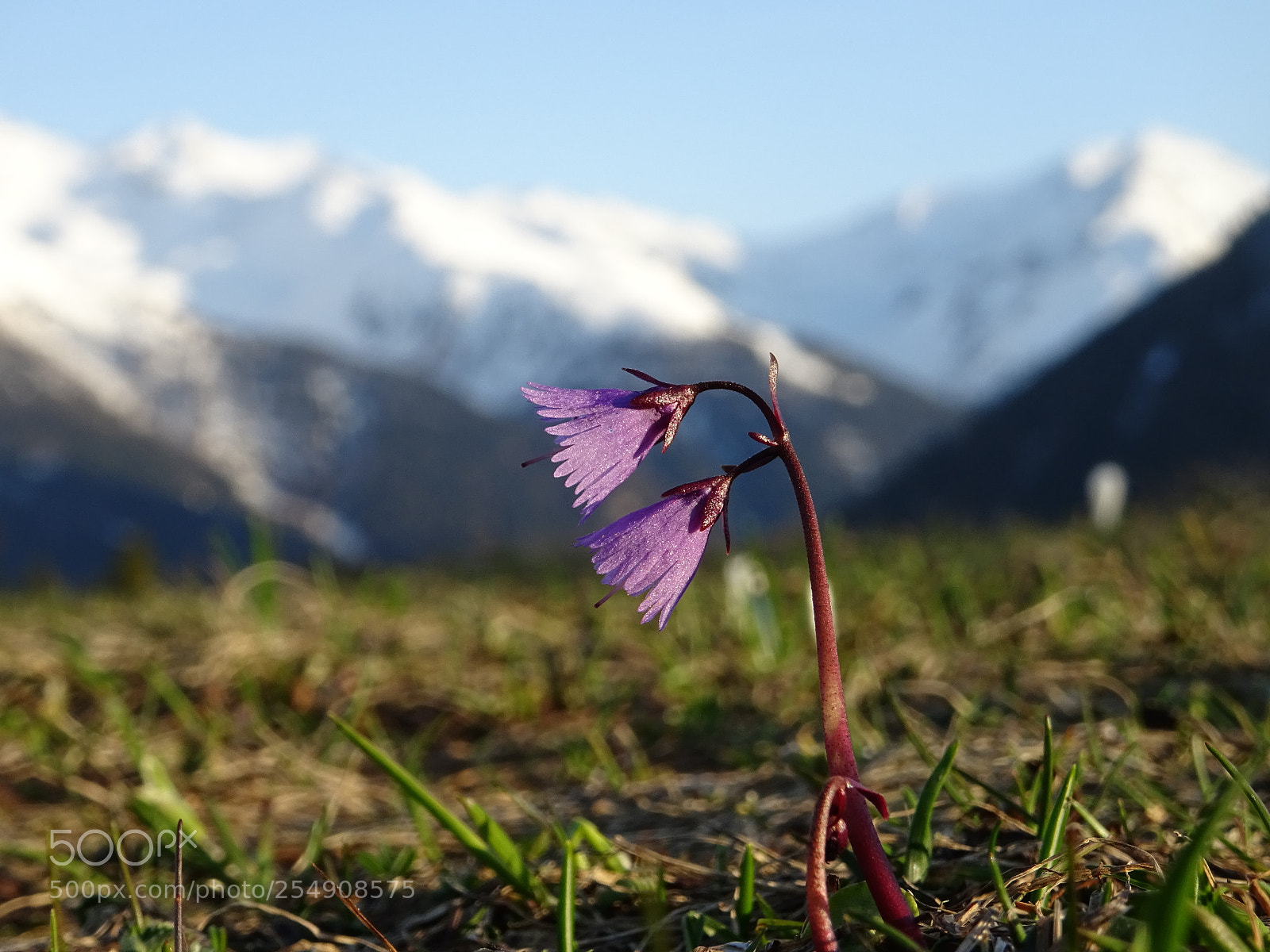 Sony DSC-HX60V sample photo. Spring... photography