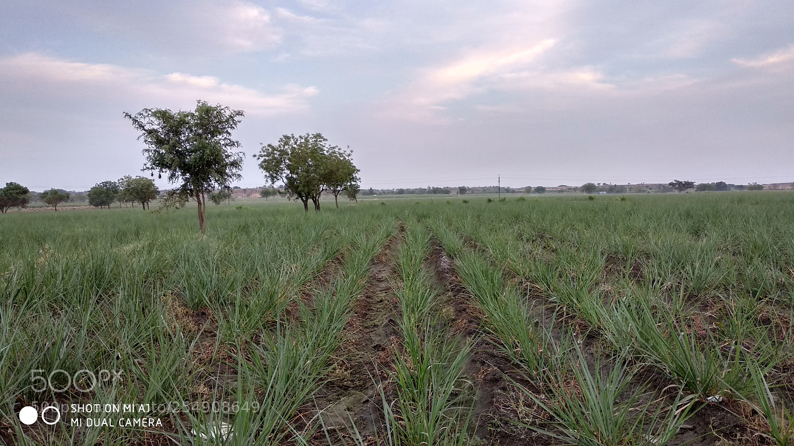 Xiaomi Mi A1 sample photo. Farming photography