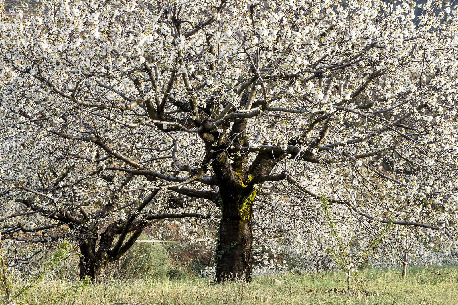 Nikon D3200 sample photo. Spring's here!! photography