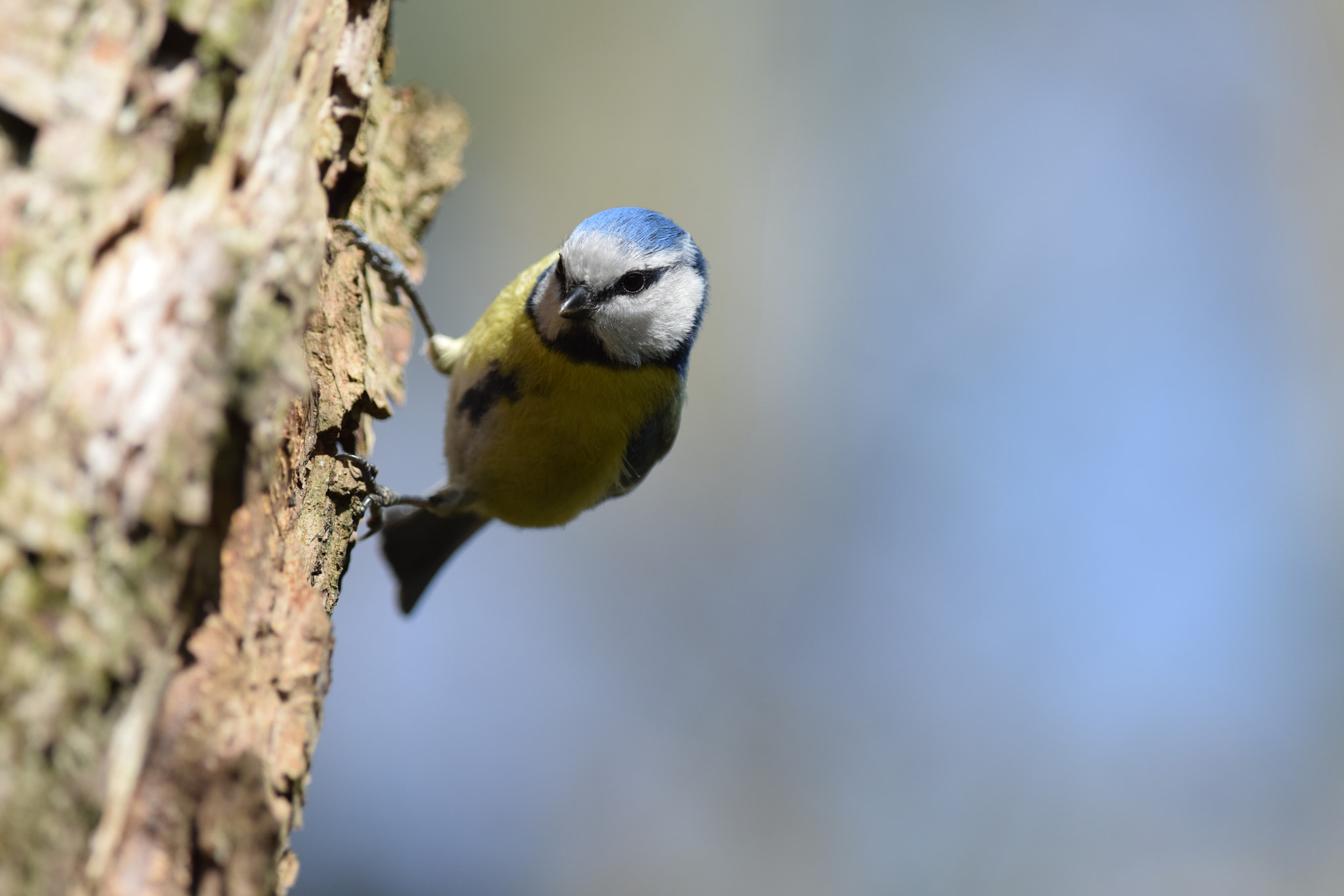 Nikon D5300 + Nikon AF-S Nikkor 300mm F4D ED-IF sample photo. Blue tit. (cyanistes caeruleus) photography