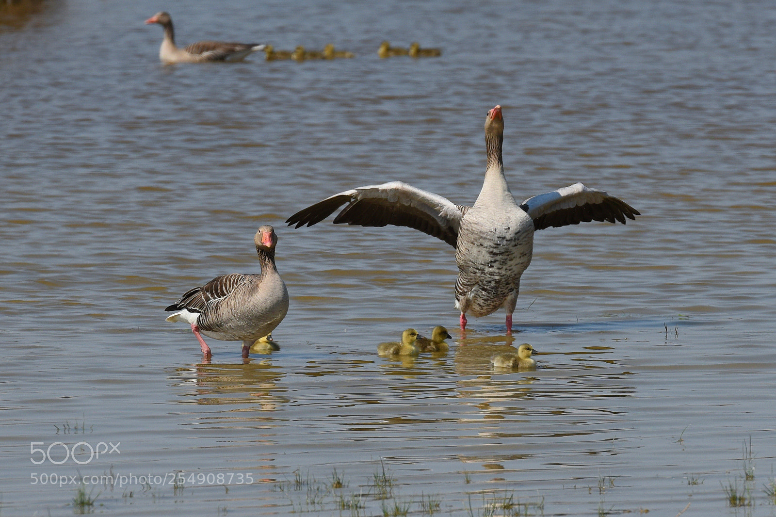 Nikon D810 sample photo. Familiy grey goose photography
