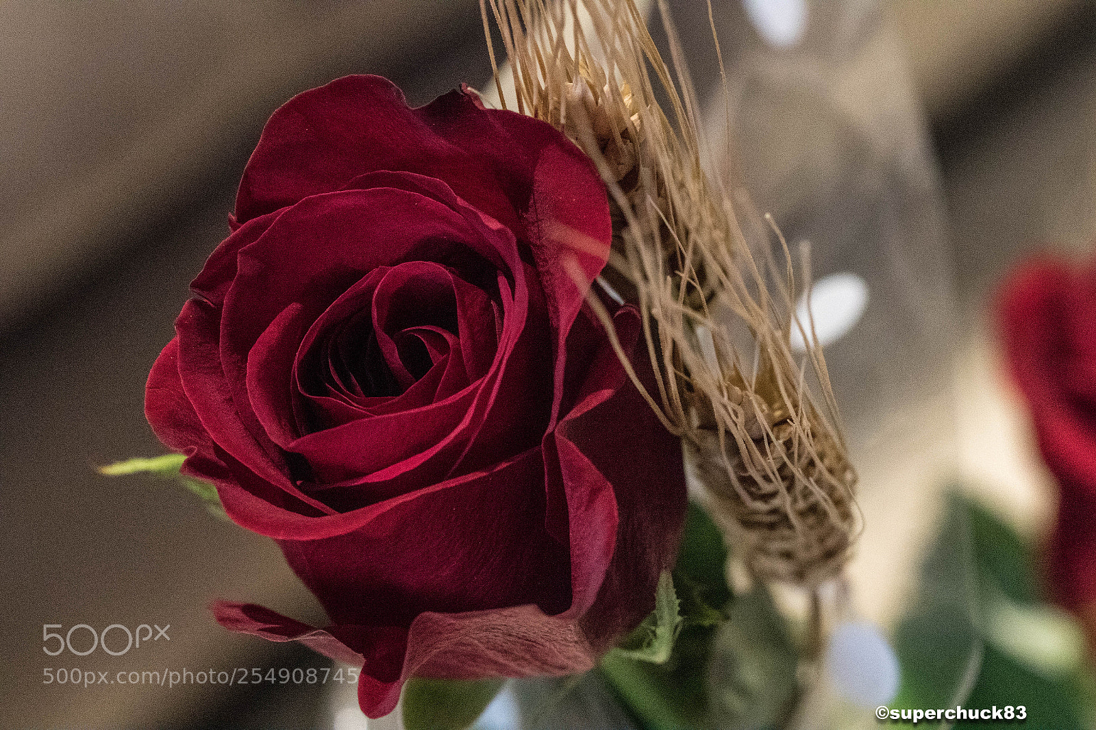 Canon EOS 7D Mark II sample photo. Rosa de sant jordi 2018 photography