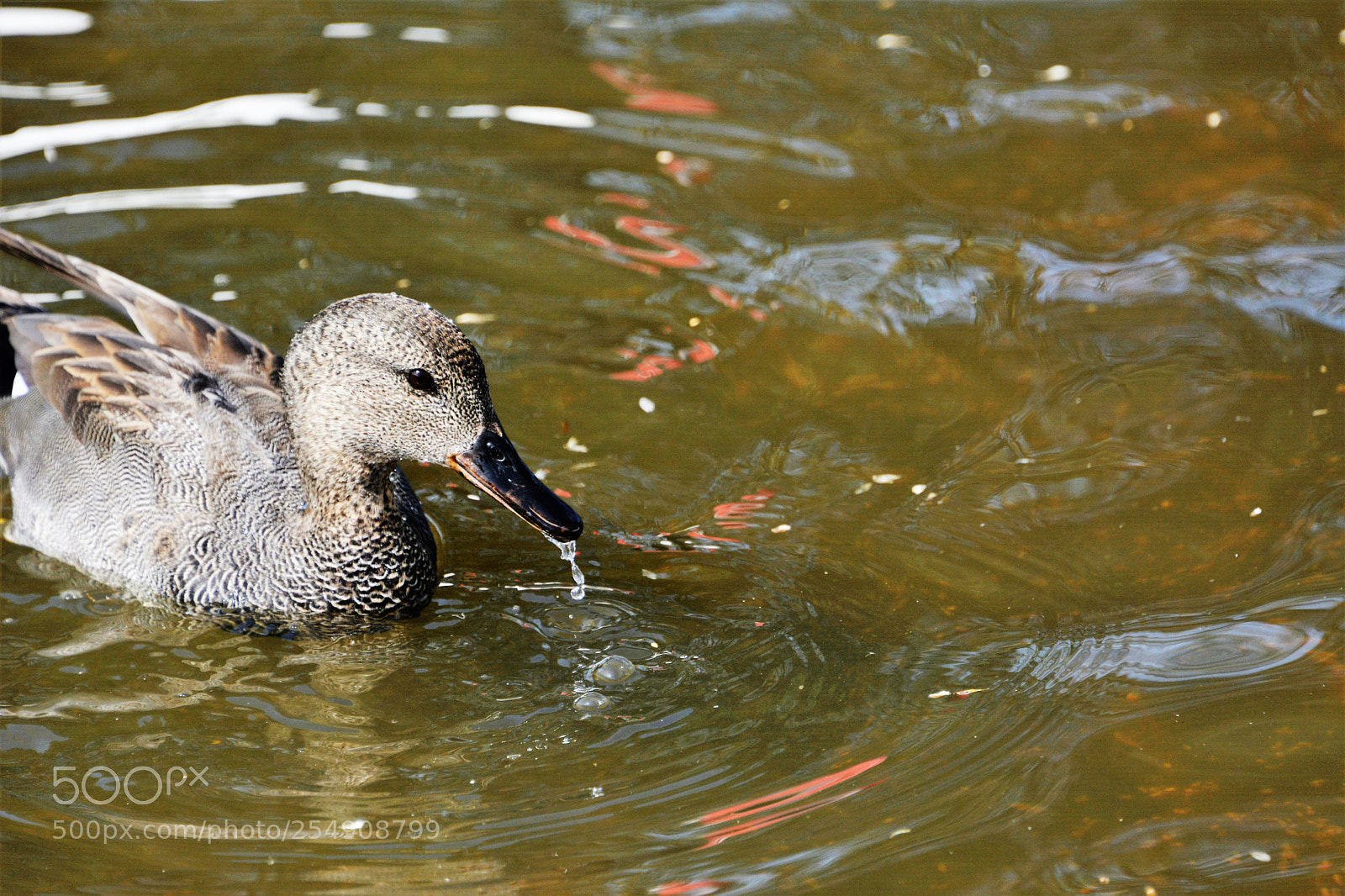 Nikon D7100 sample photo. Garganey duck photography
