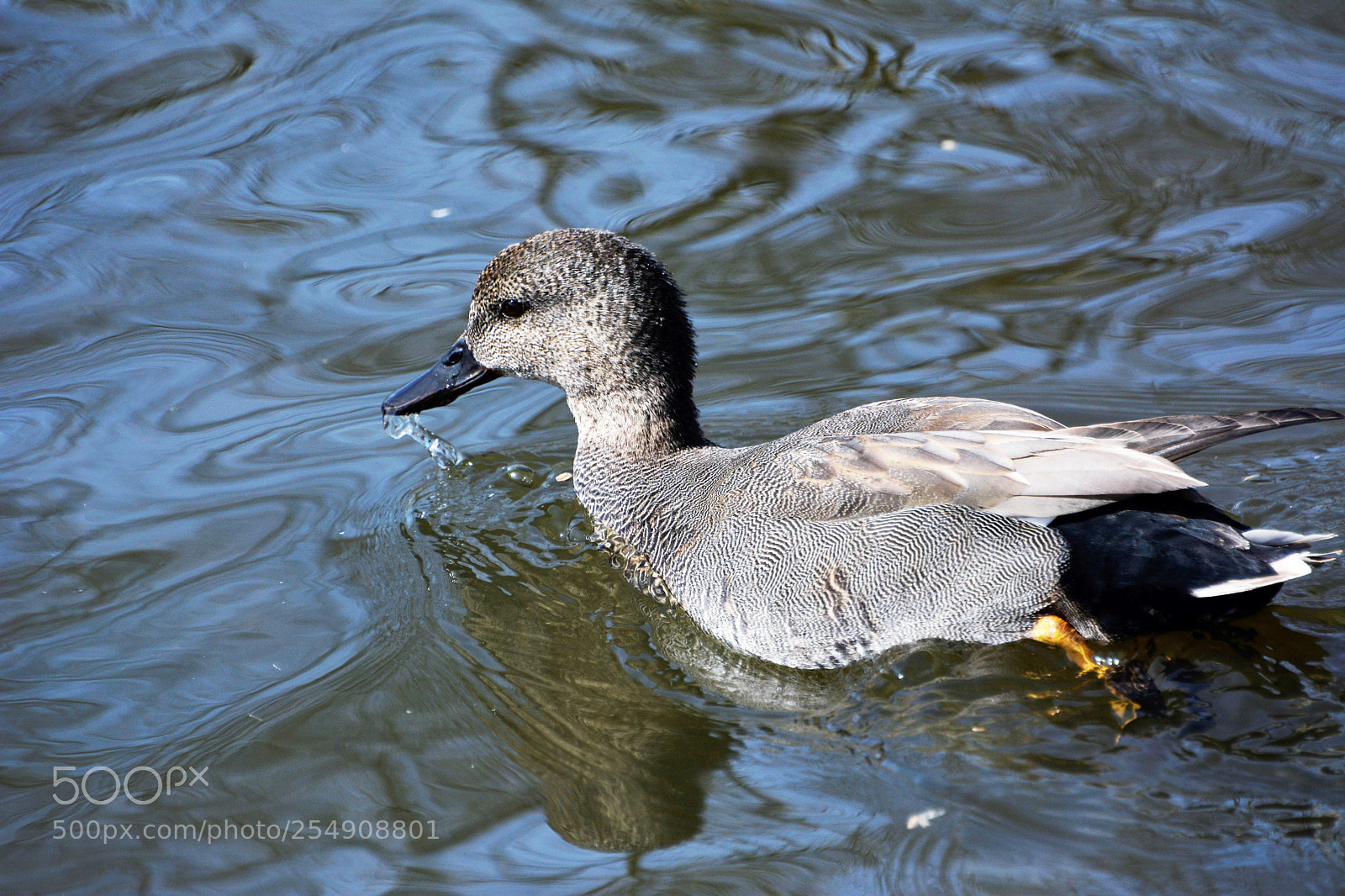 Nikon D7100 sample photo. Garganey duck photography