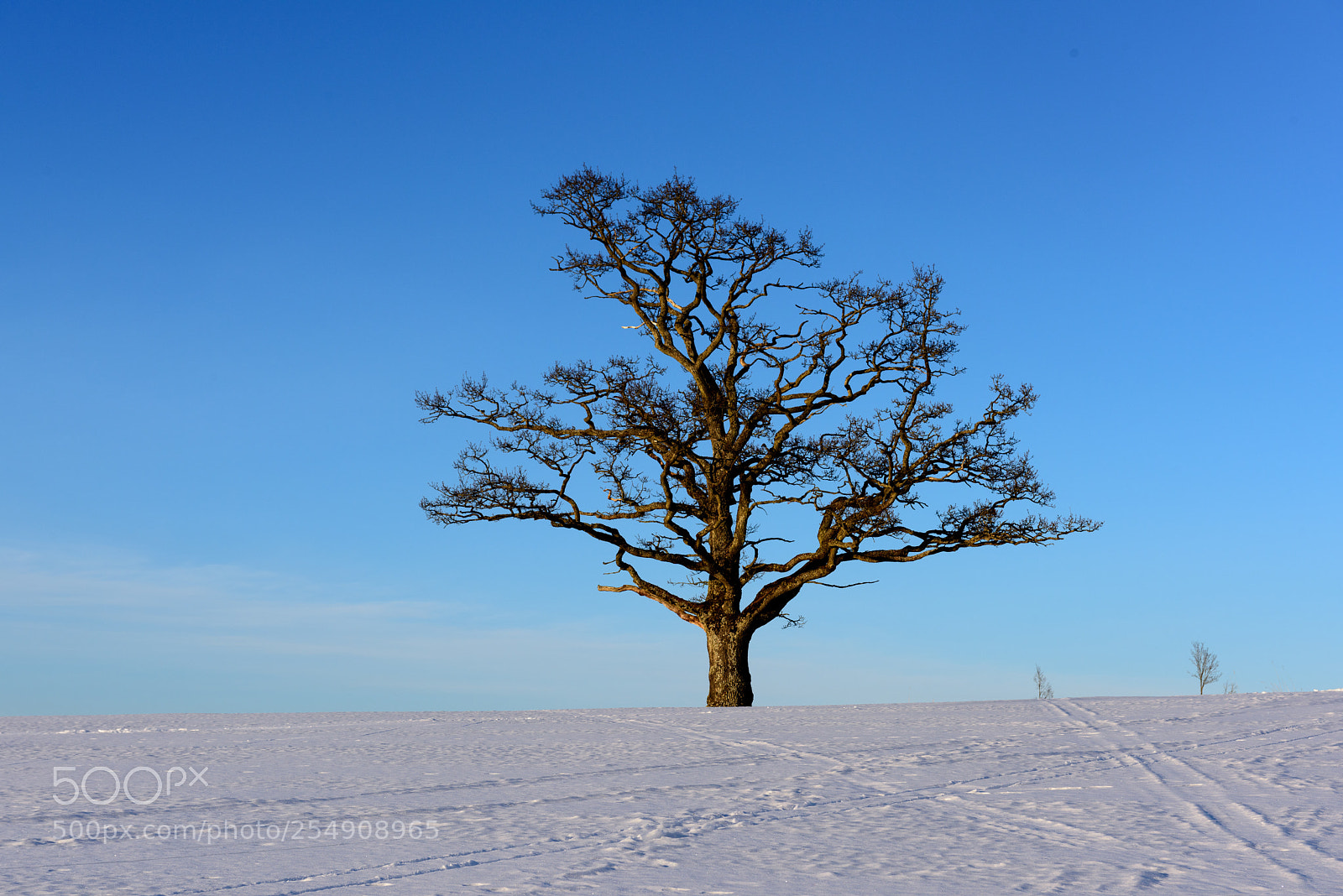 Nikon D810 sample photo. Skyline tree photography