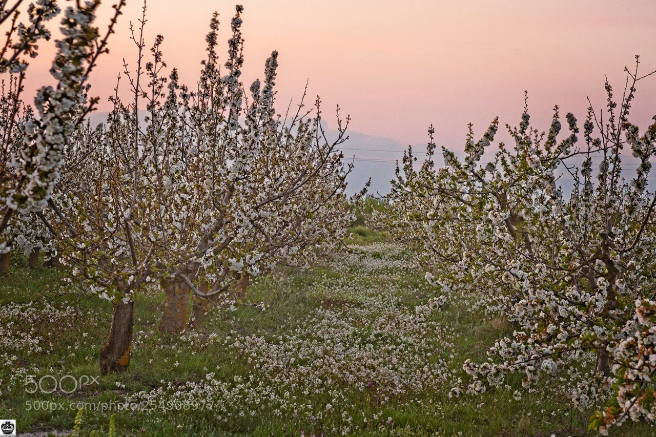 Fujifilm X-T2 sample photo. Cerezos al atardecer photography