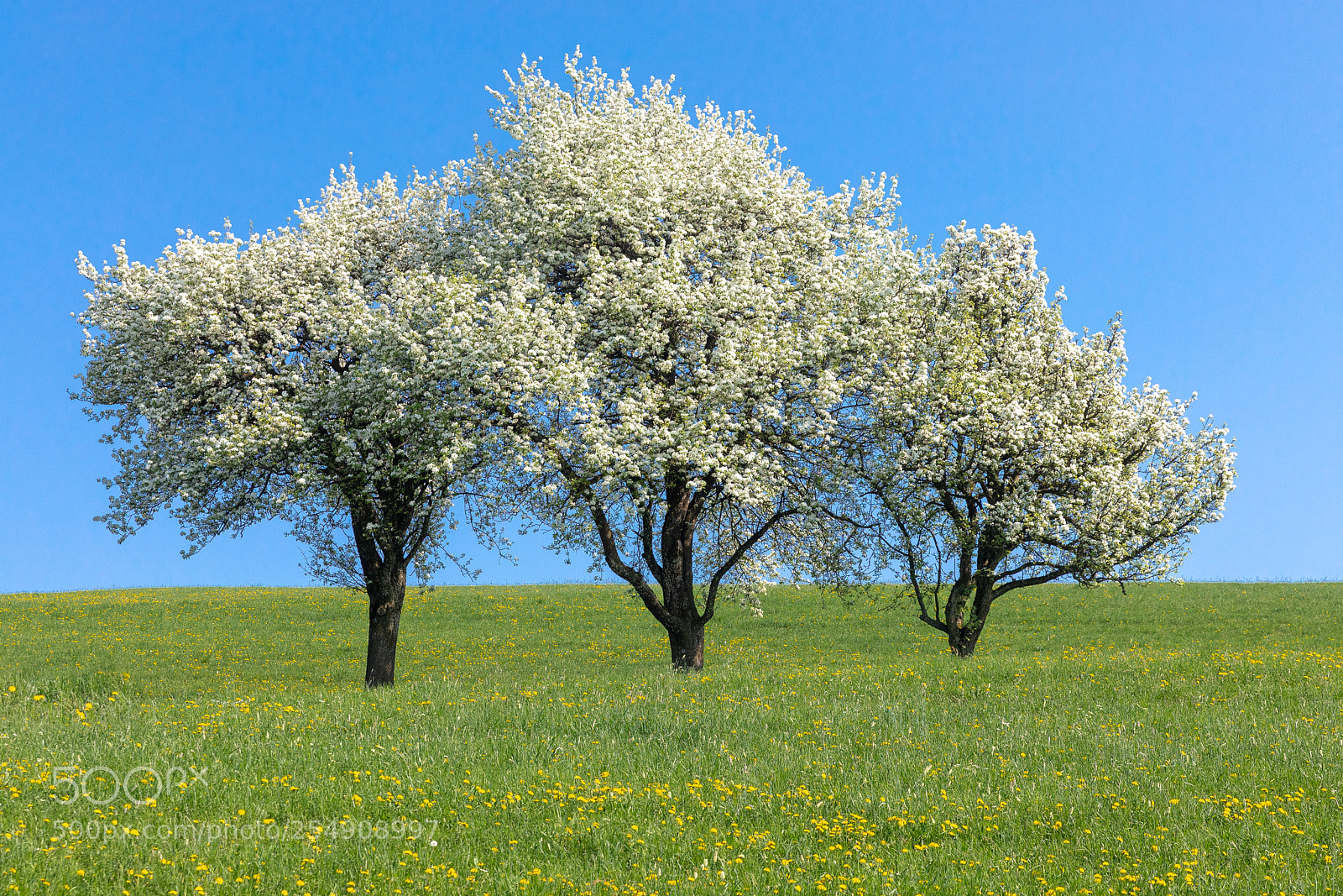 Canon EOS 5D Mark IV sample photo. Spring brothers photography