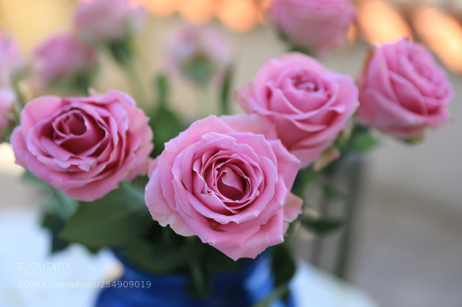 Canon EOS 5D Mark IV sample photo. Roses roses photography
