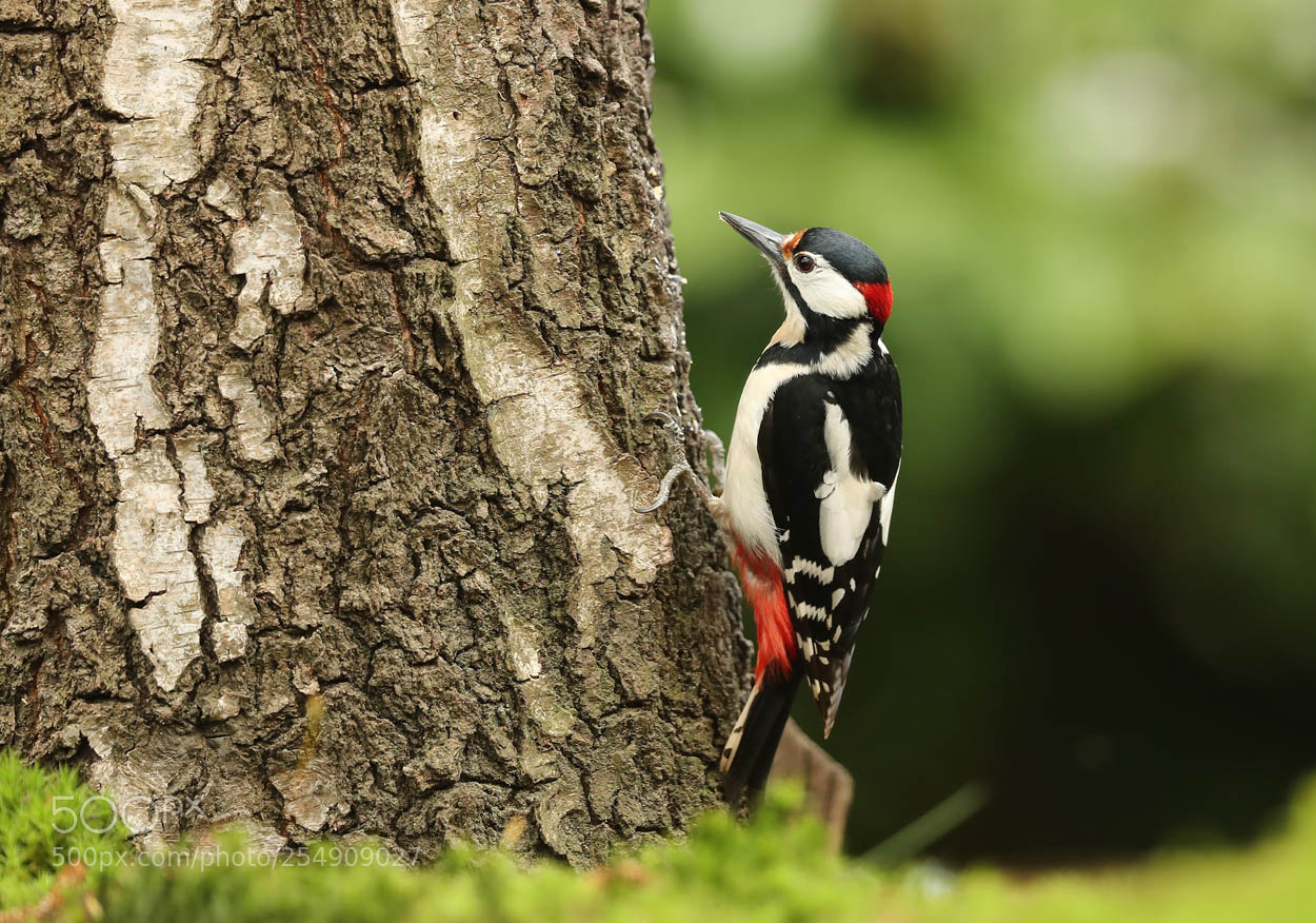 Canon EOS-1D X Mark II sample photo. Great spotted woodpecker photography
