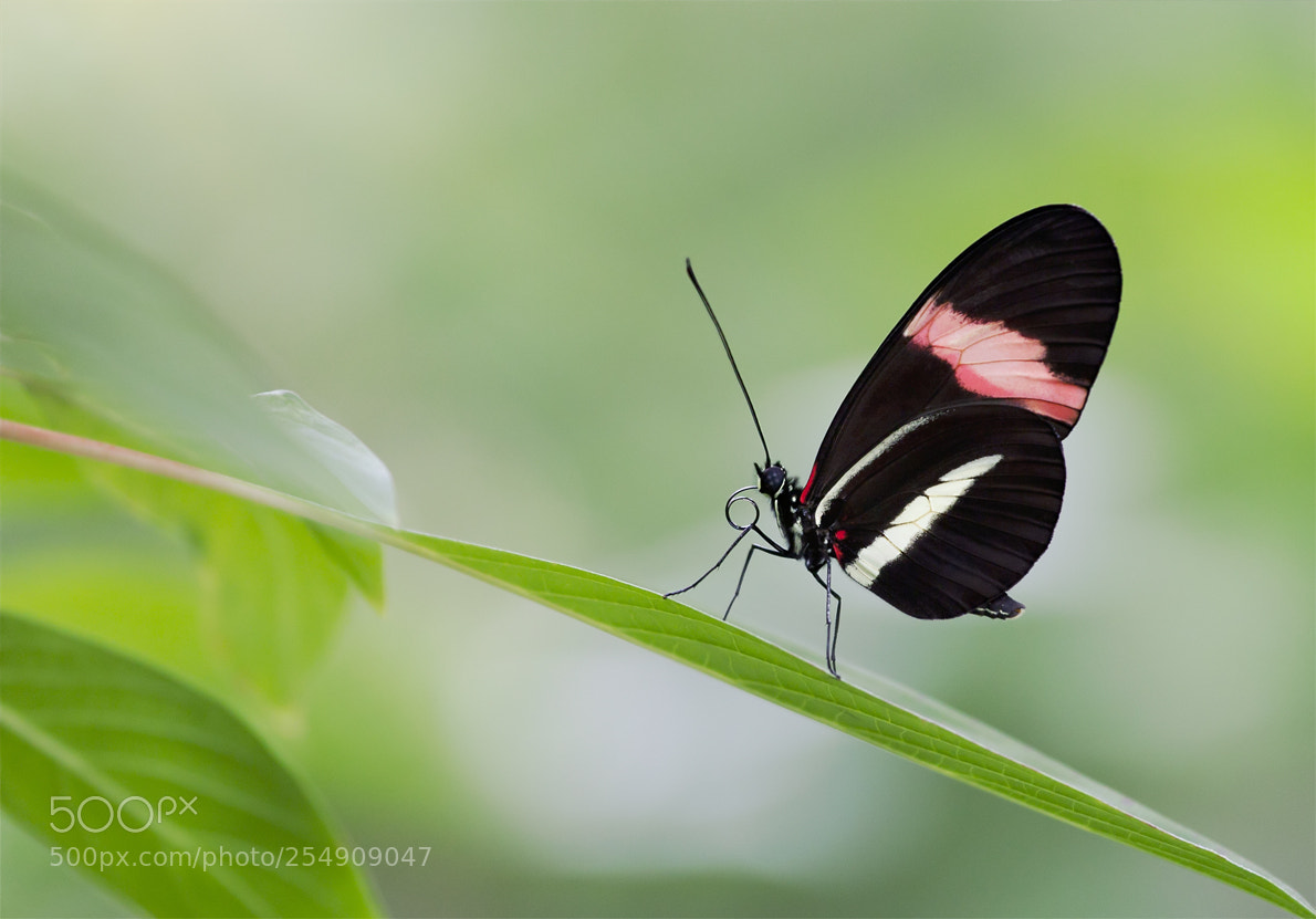 Canon EOS 5D Mark II sample photo. Butterfly photography