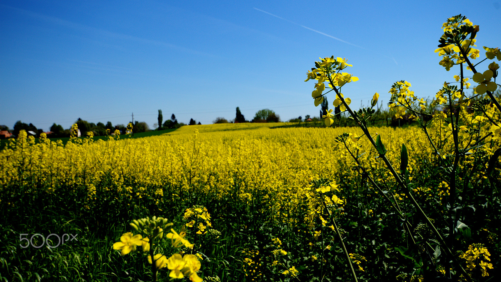 Canon EOS 700D (EOS Rebel T5i / EOS Kiss X7i) sample photo. The rapeseed photography