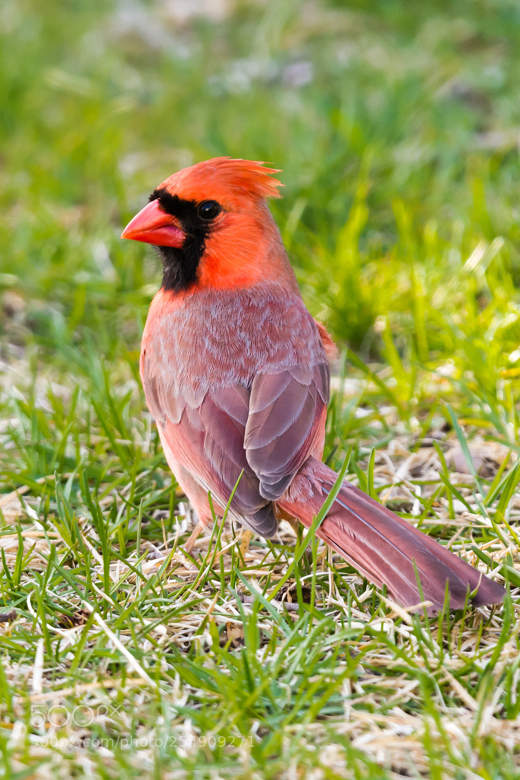 Nikon D7100 sample photo. Male cardinal photography