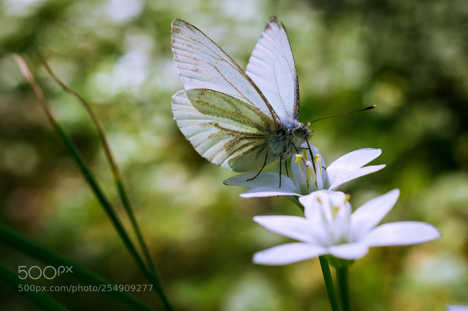 Canon EOS 700D (EOS Rebel T5i / EOS Kiss X7i) sample photo. Butterfly photography