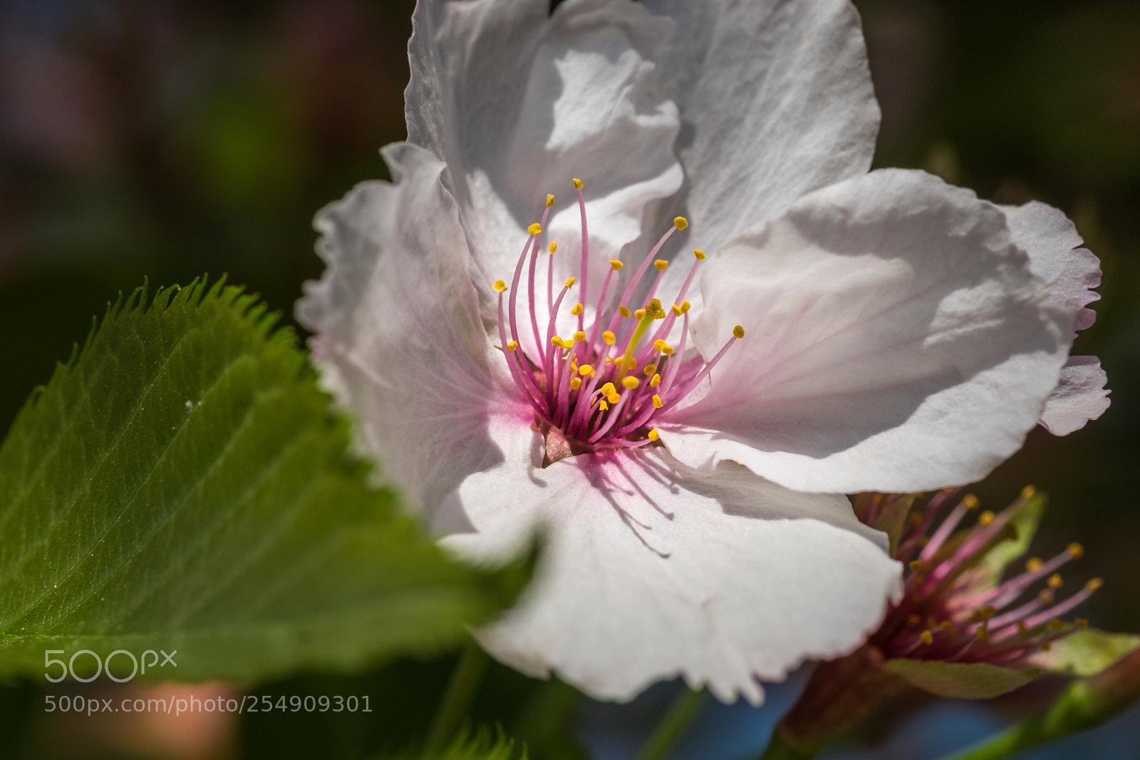 Fujifilm X-T1 sample photo. Prunus serrulata sunset boulevard photography