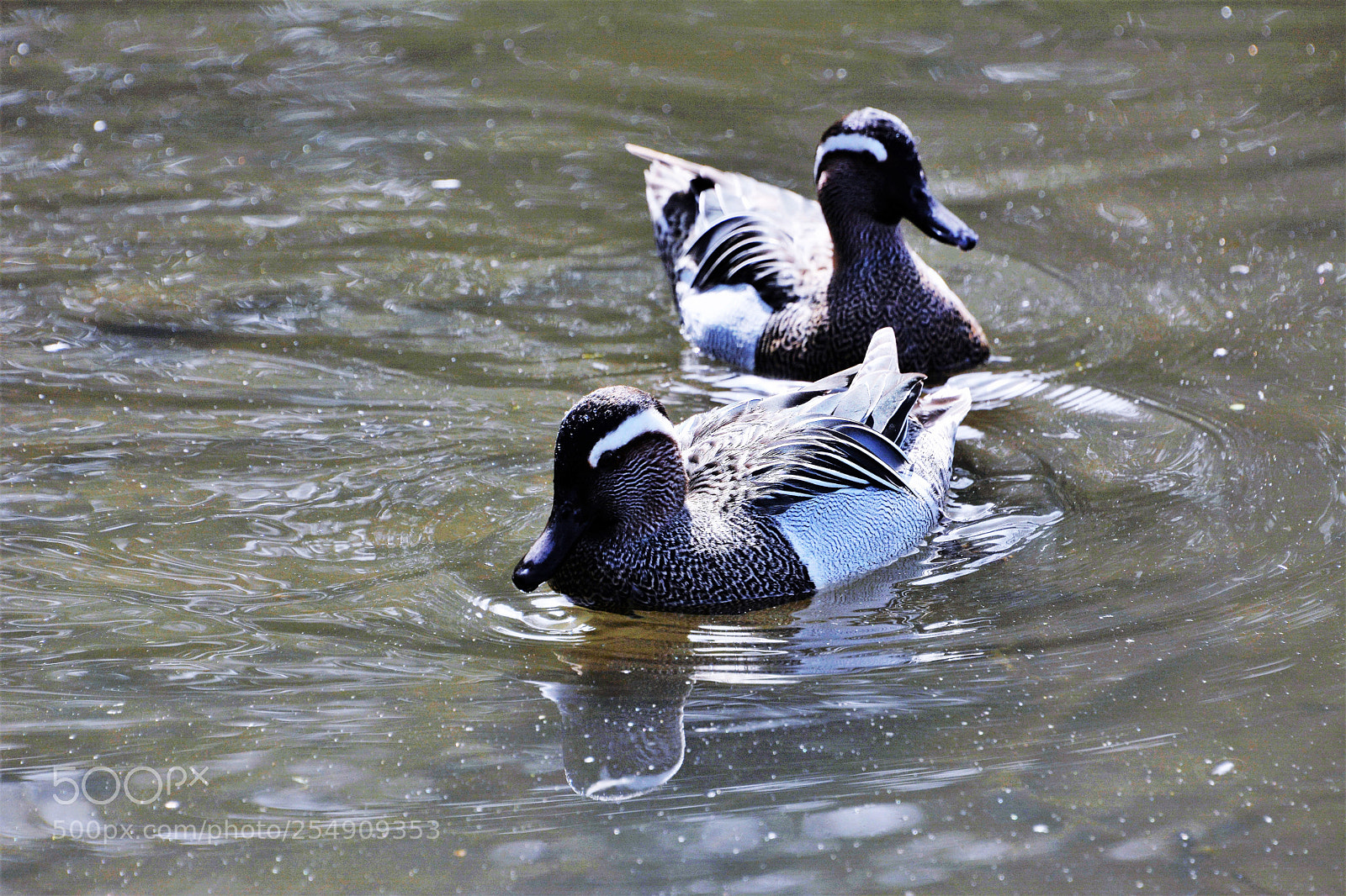 Nikon D7100 sample photo. Garganey duck photography