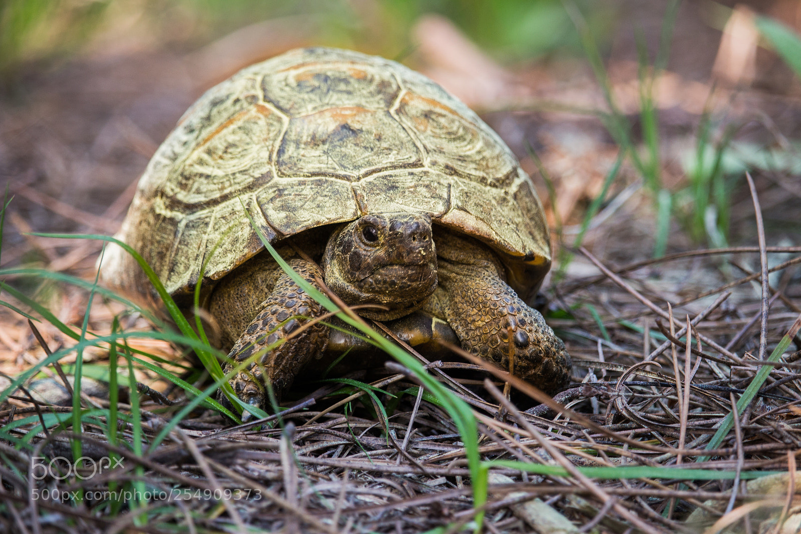 Canon EOS 100D (EOS Rebel SL1 / EOS Kiss X7) sample photo. Tortoise portrait photography