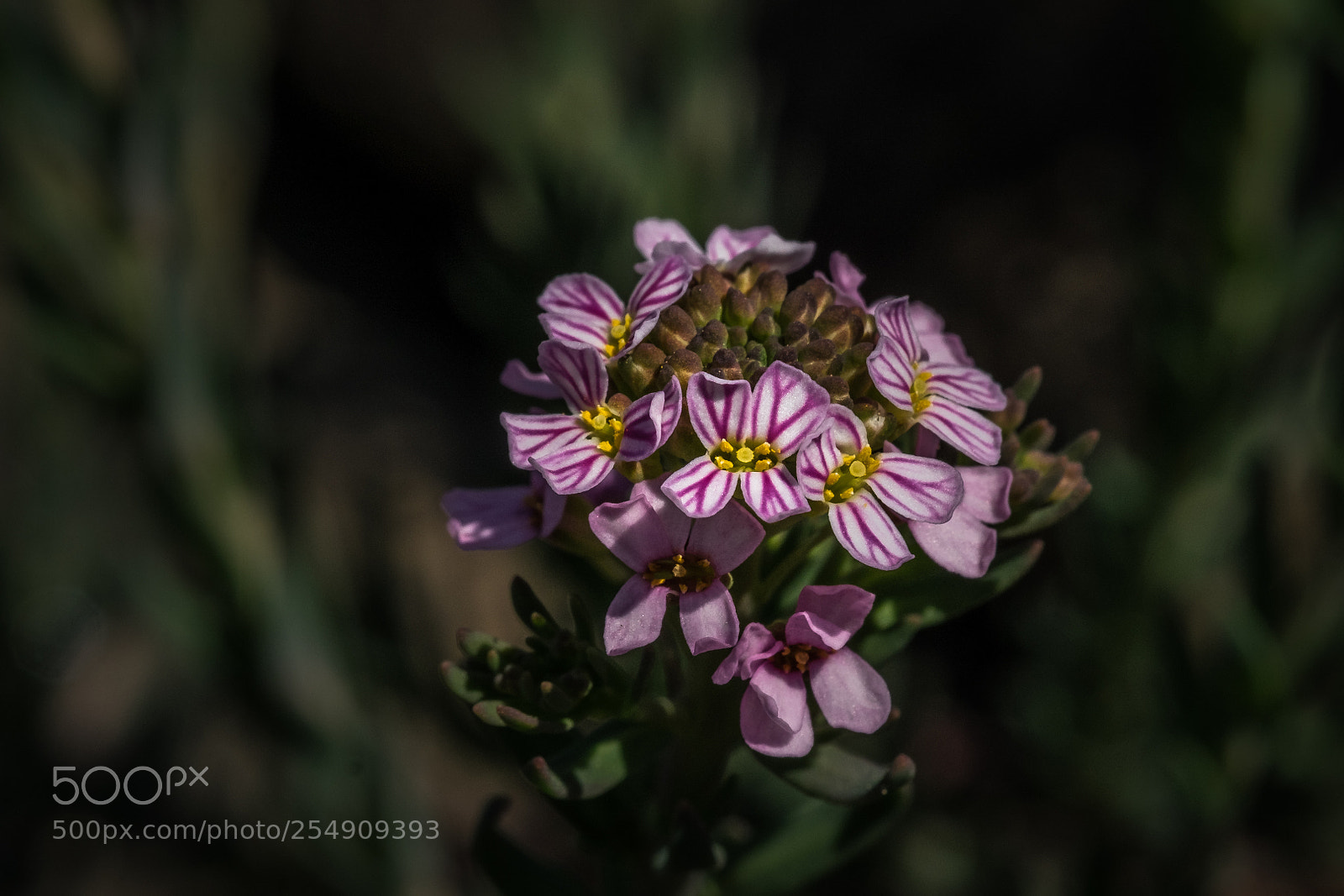 Fujifilm X-T1 sample photo. Steintäschel (aethionema schistosum) photography