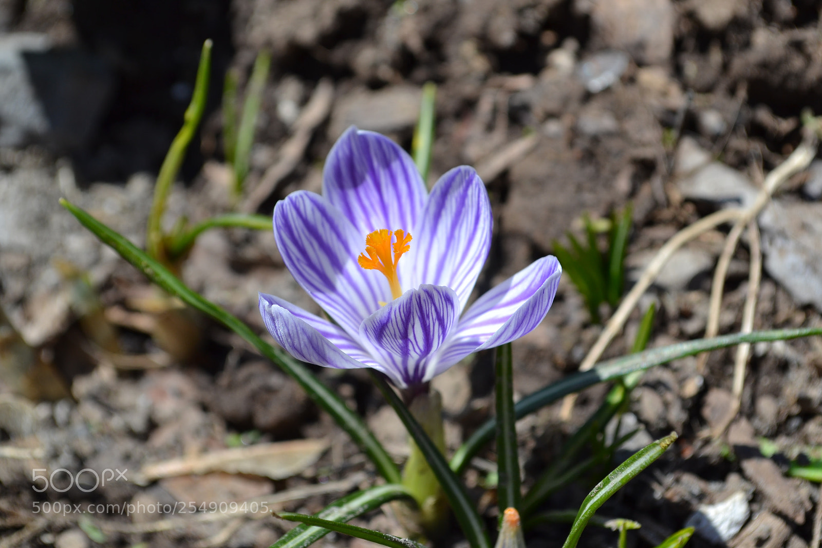 Nikon D3100 sample photo. One photography