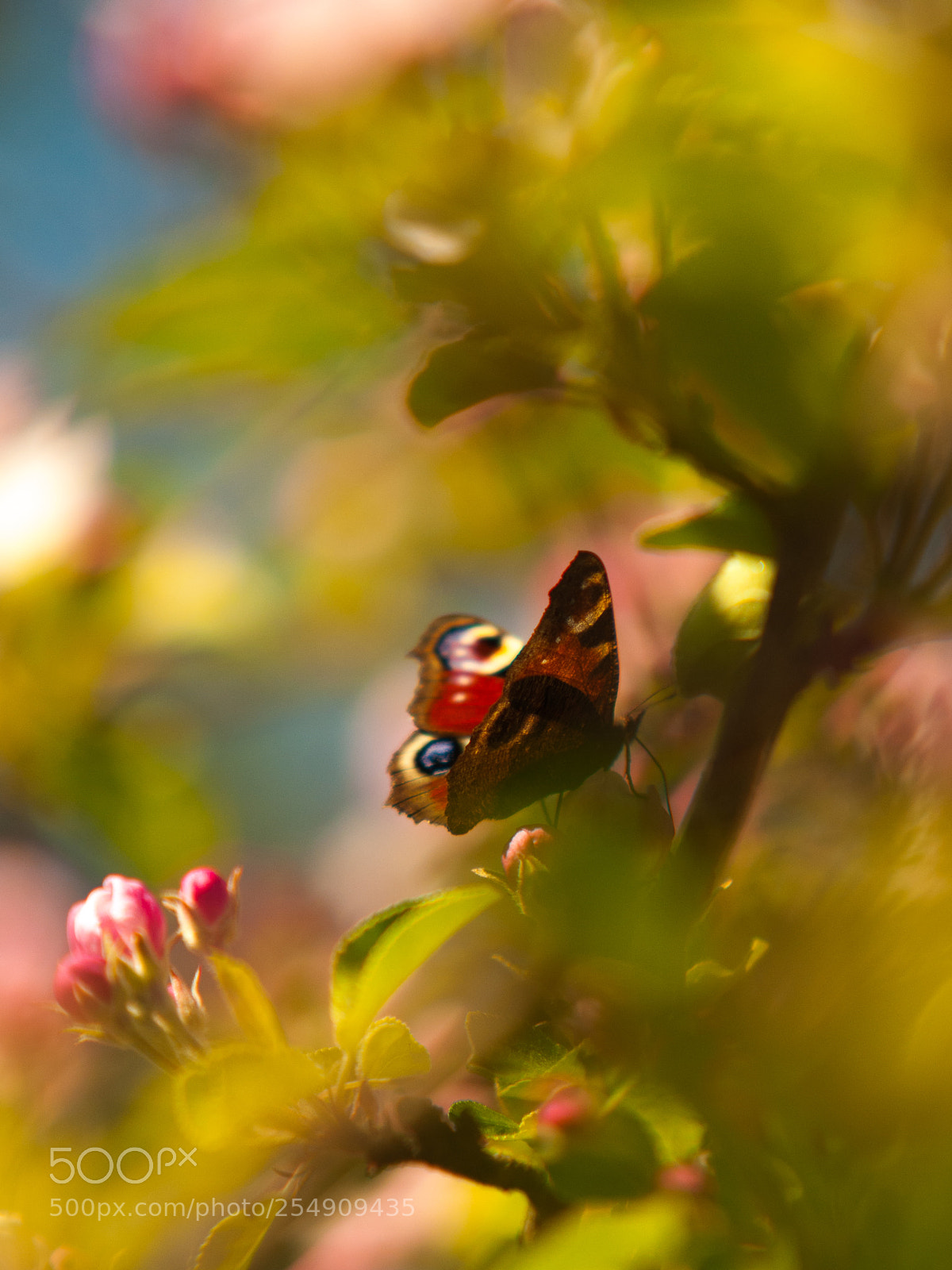 Nikon D300S sample photo. Butterfly photography