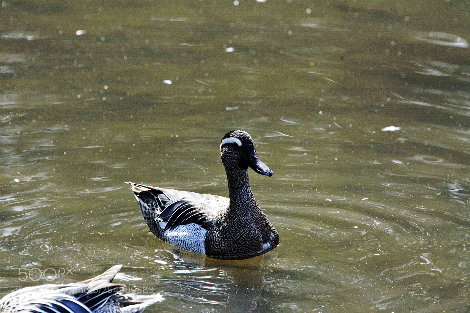 Nikon D7100 sample photo. Garganey duck photography