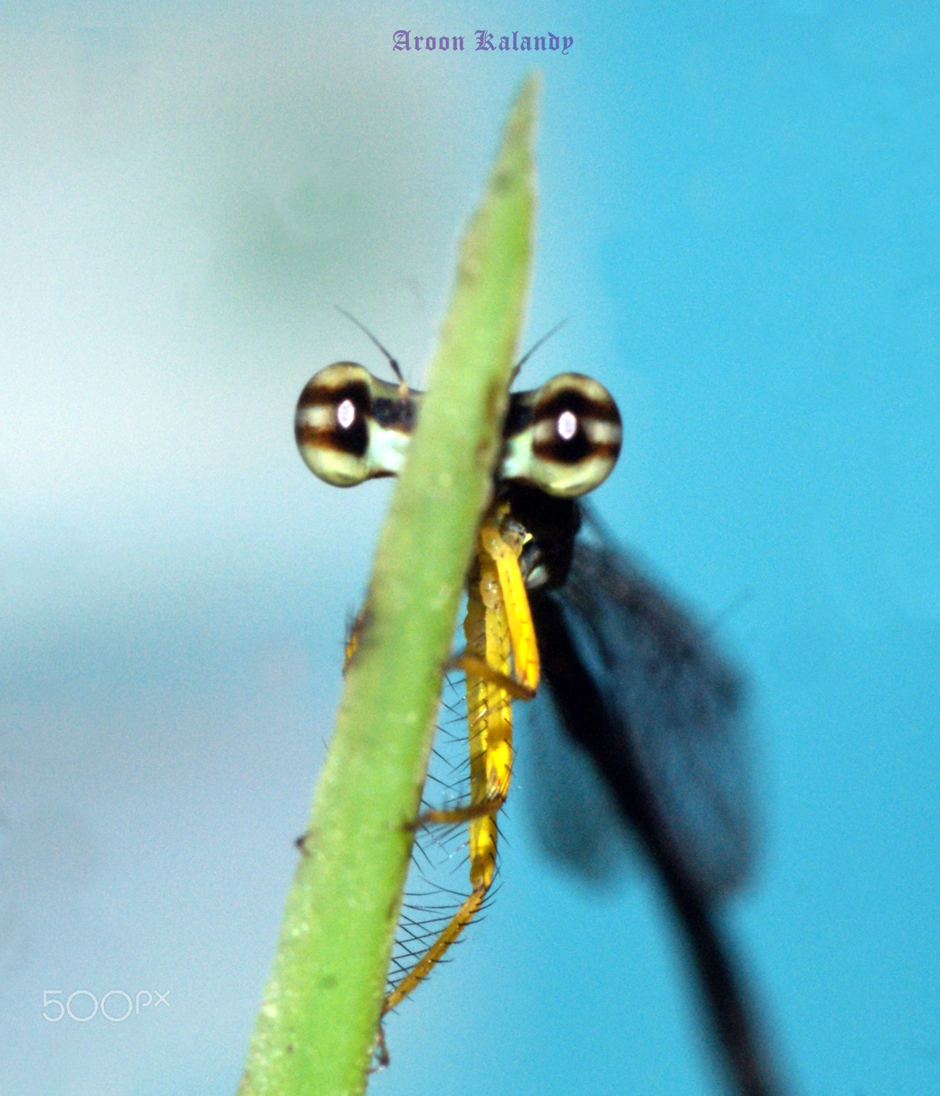 Sony Alpha DSLR-A390 + Tamron SP AF 90mm F2.8 Di Macro sample photo. Shy damsel photography